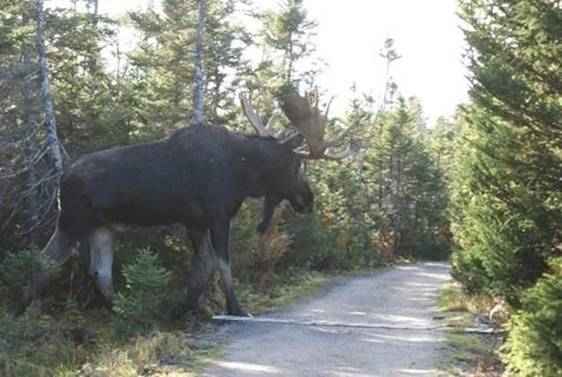 Photo: They call him "SIR"..By the length of his beard and the grey legs, I figure he must be over 10 years old. He looks to be well over 8 feet at the top of the shoulder hump,and with his head up the height to the top of his antler must be about 12 feet.This guy is king of the forest, no bear or pack of wolves would dare come after him when he has this rack......Considering that a dirt road can fit 1 1/2 cars across ... this fellow is HUGE ...THIS IS ONE BIG BOY