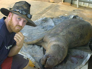 Nico Courteney pygmy hippo / NT News