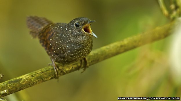 Elachura, a unique bird family