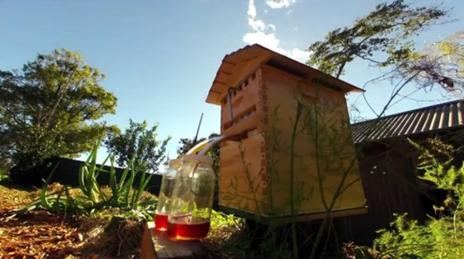 The Honeyflow allows honey to be siphoned straight from a beehive without opening the lid ...