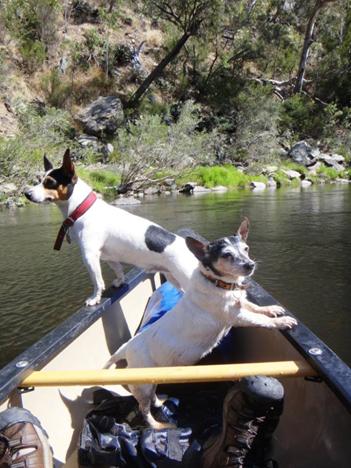 Image may contain: dog, outdoor, water and nature