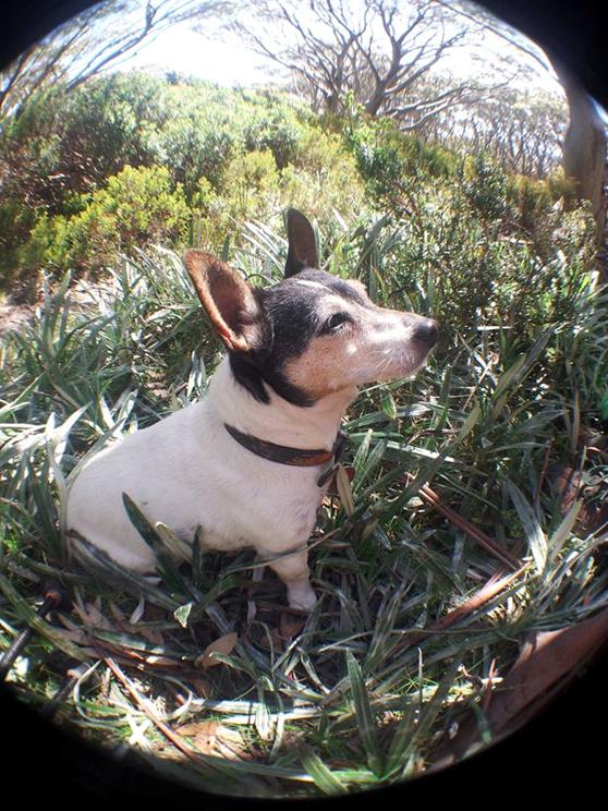 Image may contain: dog, plant and outdoor