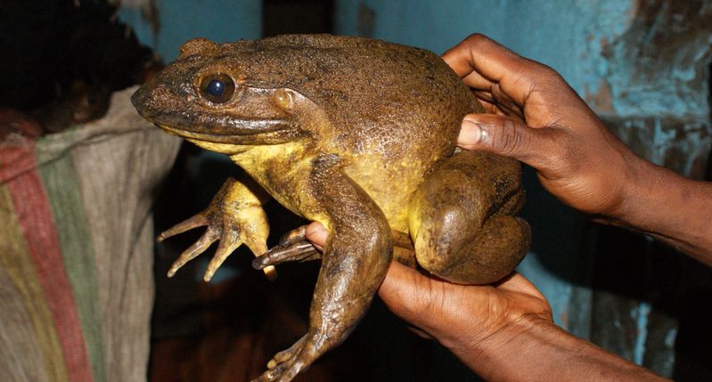 goliath frog