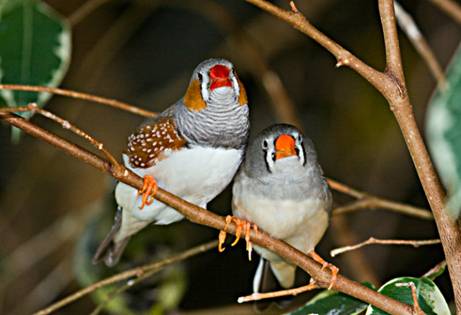 A pair of Zebra finches at Bird Kingdom, Niagara Falls, Ontario, Canada.