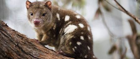 http://naturewise.com.au/wp-content/uploads/sites/4/2015/09/904_Sitting-Tiger-Quoll-1.jpg